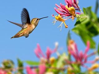 Plant for the Environment