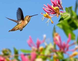 why-plant-environment