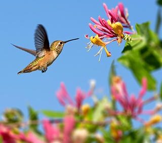 why-plant-environment