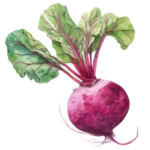 beet