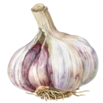 garlic